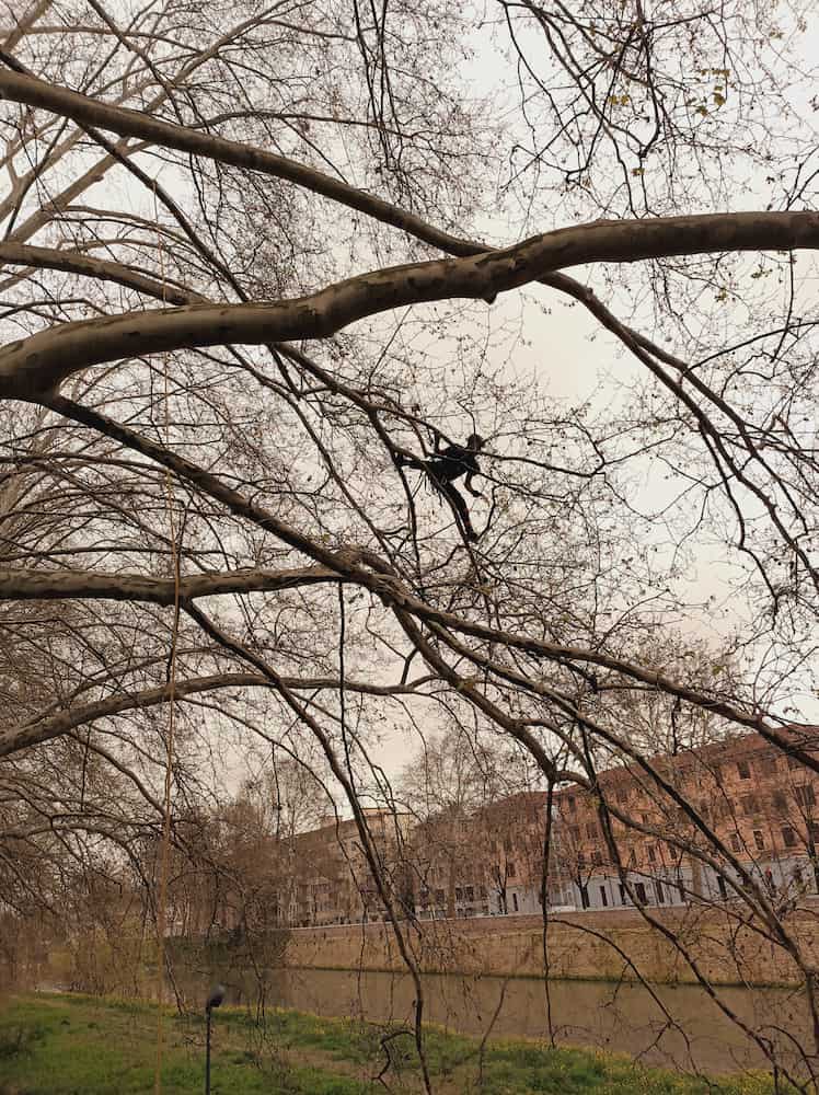 Corso operatore di Treeclimbing